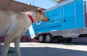 Castración y vacunación gratuita: el operativo continúa hoy en barrio Virgen de Luján