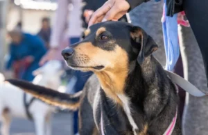 El tráiler de Salud Animal atiende hoy en barrio Los Pinos