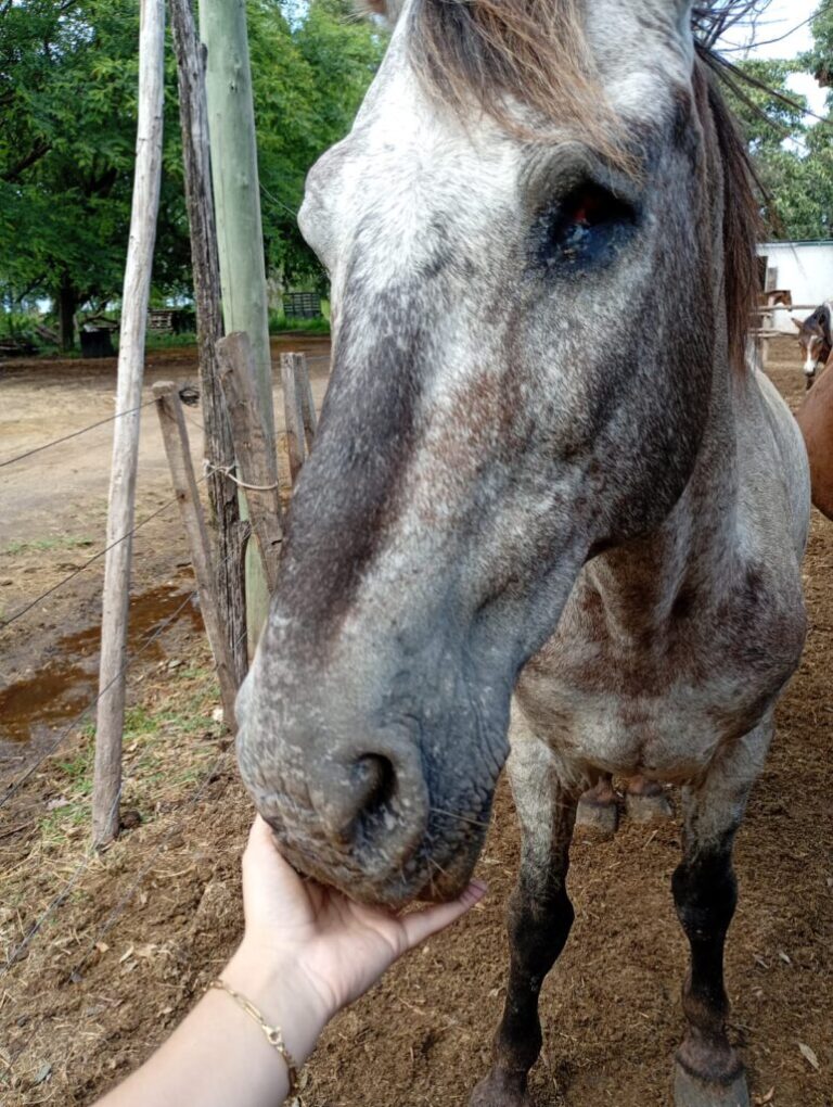Taller de primeros auxilios para caballos a beneficio de Rescate Equino