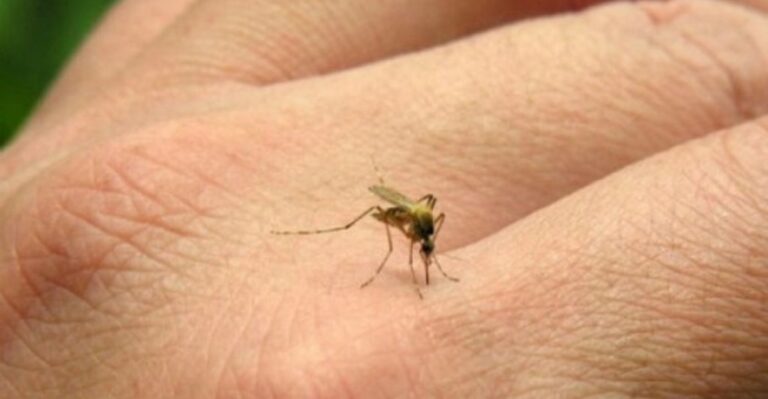 Descienden los casos de fiebre chikungunya en Argentina