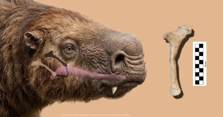 Descubren en Argentina el primer hioides fósil de un perezoso gigante