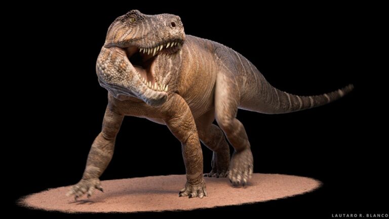 Descubren un gigante antecesor de los cocodrilos en La Rioja de hace 237 millones de años