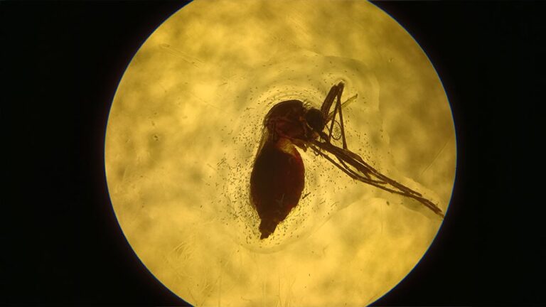 Avance argentino en la creación de una vacuna contra el dengue y otras enfermedades transmitidas por mosquitos