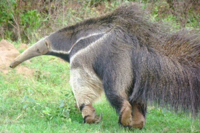 Cazadores se hacen cargo del alambrado de una reserva tras ataque a un oso hormiguero