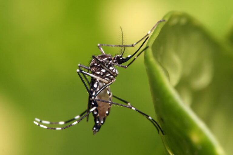 Dengue: La urgencia de prepararse ante futuros brotes en América Latina