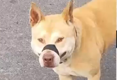 El Juzgado de Convivencia dispuso el secuestro preventivo de un perro por presunto maltrato animal