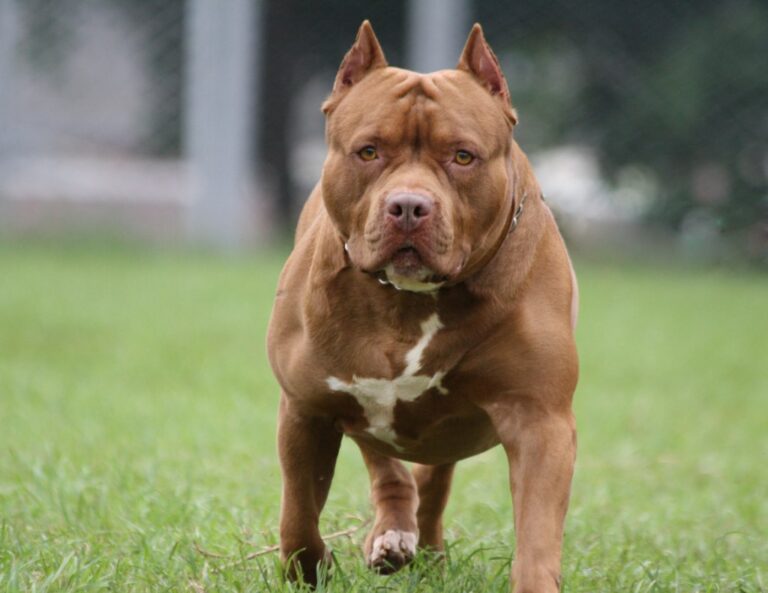Nuevo proyecto de ley busca regular la tenencia de perros peligrosos tras tragedia en Córdoba