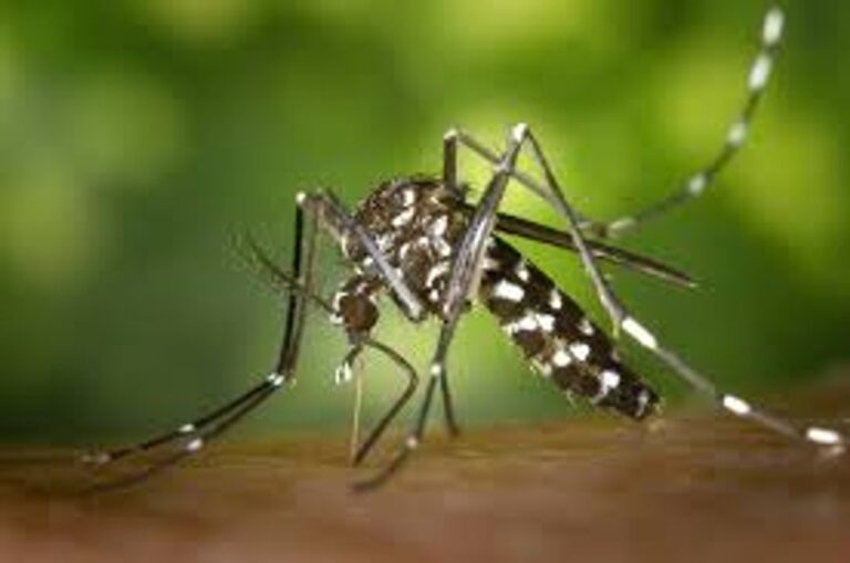 Reportan un nuevo caso de dengue en Buenos Aires