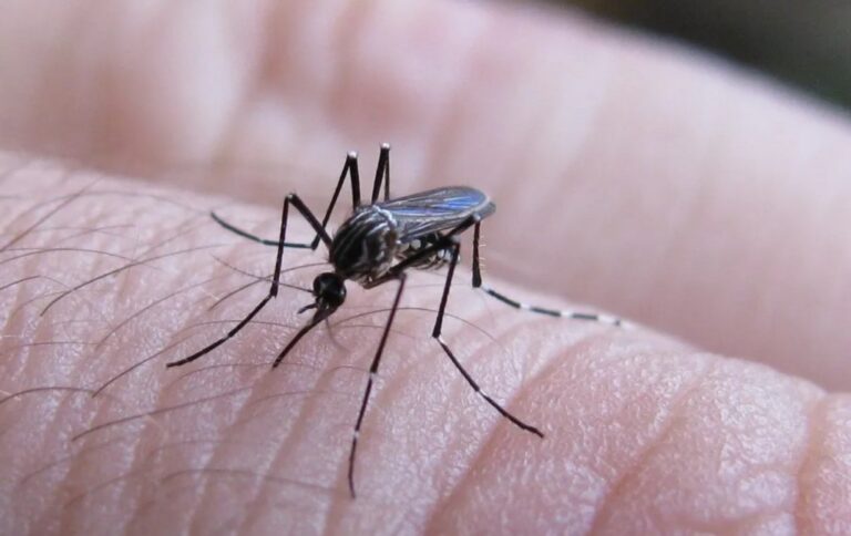 Se reporta el primer caso de fiebre chikungunya en Salta para la temporada 2026-2027