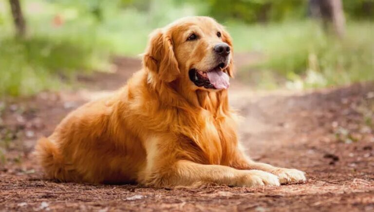 Tos de las perreras: un riesgo creciente y cómo proteger a tu mascota