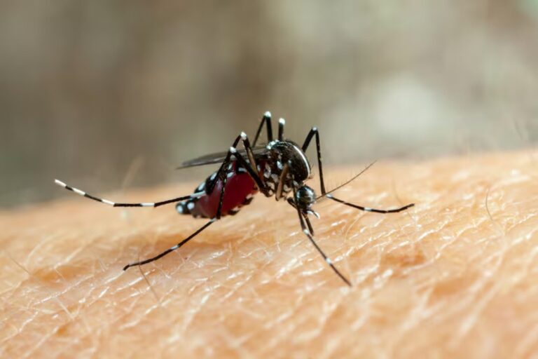 Aumentan los casos de dengue en Argentina: se reportan dos nuevos infectados