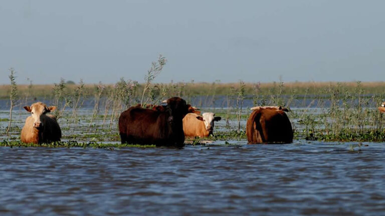 El Paraná sigue bajo vigilancia en San Nicolás por la crecida y la preocupación por la ganadería de islas