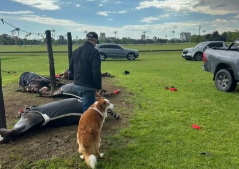 Tragedia en el Jockey Club: un rayo acaba con la vida de cuatro yeguas de polo